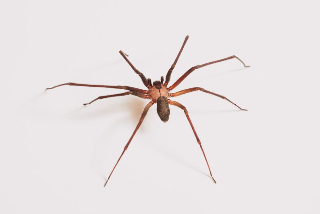 Het echte verhaal achter het aantal spinnen dat je per jaar eet