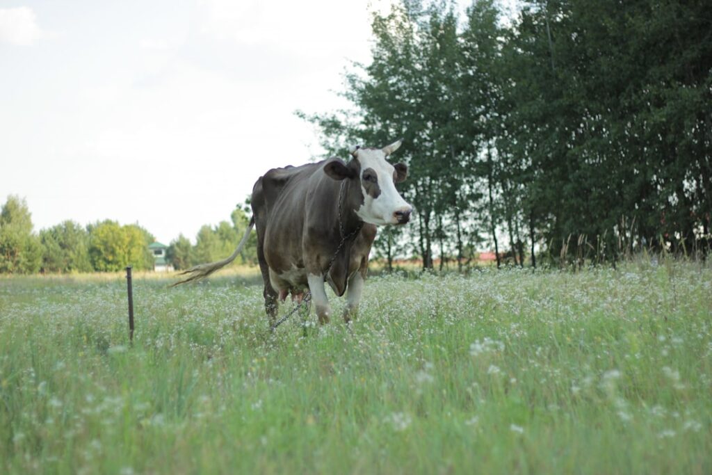 Het aantal koeien in Nederland: feiten en cijfers op een rij