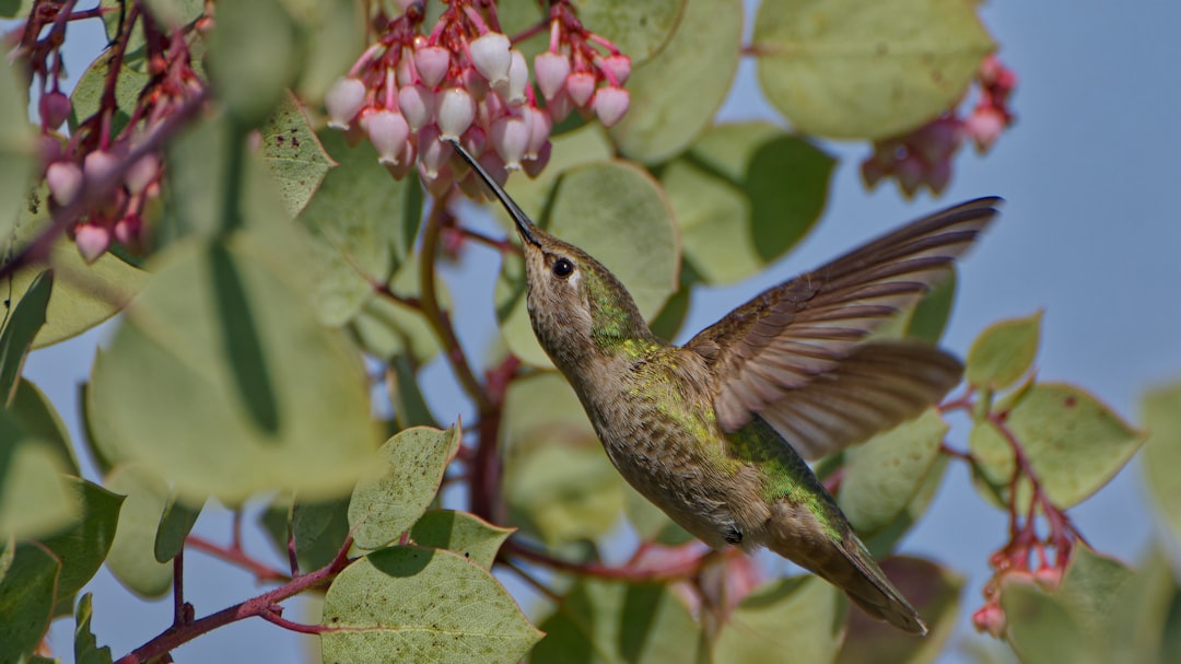Hoe werkt het puntenysteem in F1 races?